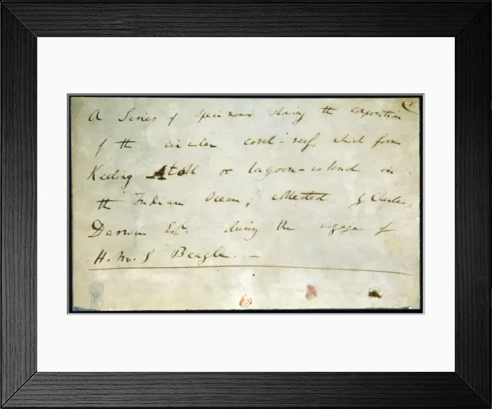 Framed Print : Notes made by Darwin Framed Print : Notes made by Darwin