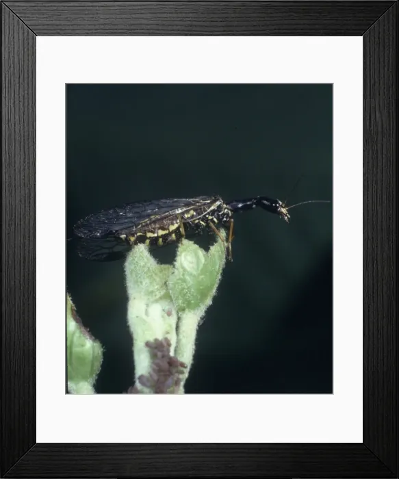 Framed Print : Raphidia sp. snakefly Framed Print : Raphidia sp. snakefly
