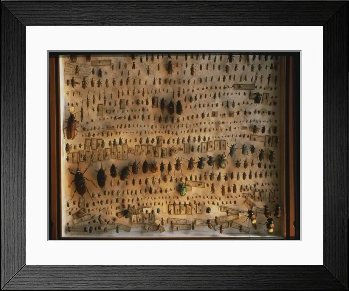 Framed Print : Beetles. A selection of beetles from the collections of Sir Joseph Banks Framed Print : Beetles. A selection of beetles from the collections of Sir Joseph Banks