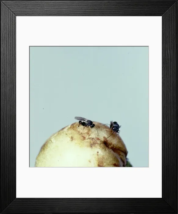 Framed Print : Cynipidae, adult gall wasps Framed Print : Cynipidae, adult gall wasps