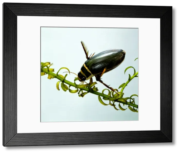Framed Print : Dytiscus marginalis, great diving beetle Framed Print : Dytiscus marginalis, great diving beetle