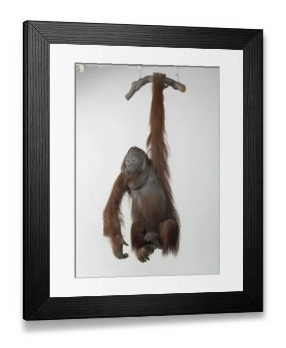Framed Print : Pongo pygmaeus, Orangutan Framed Print : Pongo pygmaeus, Orangutan