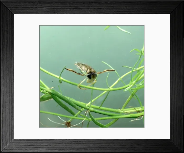Framed Print : Corixa sp. water boatman Framed Print : Corixa sp. water boatman