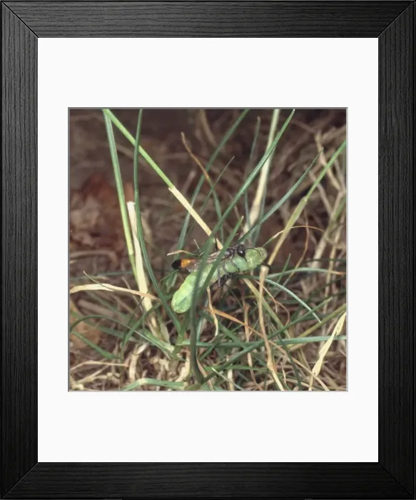 Framed Print : Ammophila sabulosa, sand wasp and prey Framed Print : Ammophila sabulosa, sand wasp and prey