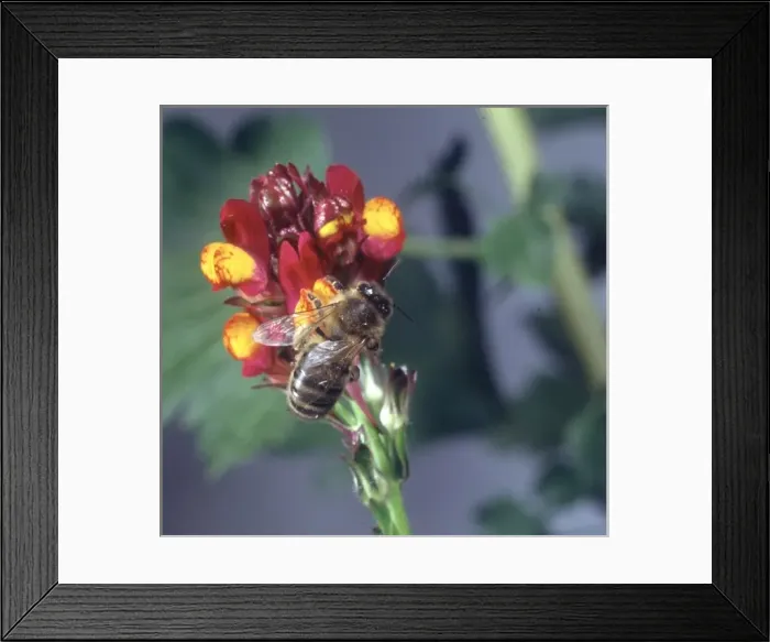 Framed Print : Apis sp. honeybee visiting a flower Framed Print : Apis sp. honeybee visiting a flower