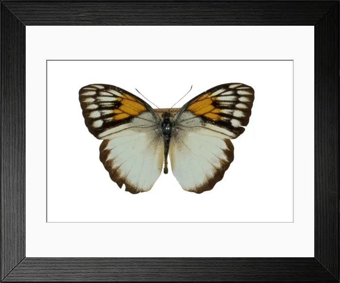 Framed Print : Ixias reinwardti Framed Print : Ixias reinwardti