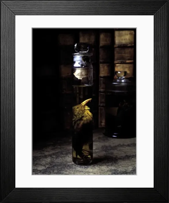 Framed Print : Vestiaria coccinea, iiwi Framed Print : Vestiaria coccinea, iiwi