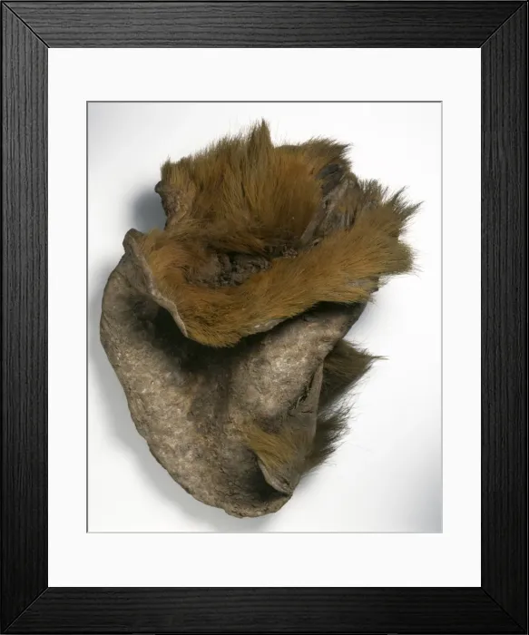Framed Print : Ground sloth skin Framed Print : Ground sloth skin