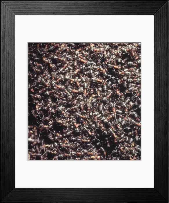 Framed Print : Formica rufa, wood ants Framed Print : Formica rufa, wood ants