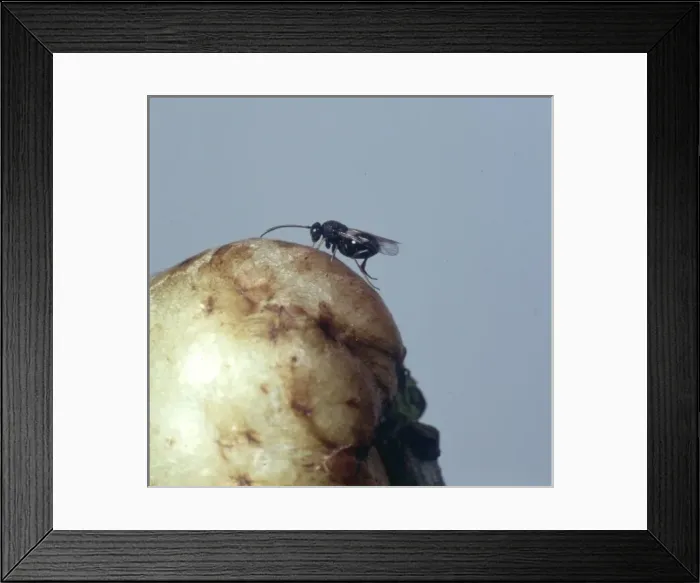 Framed Print : Adult gall wasp Framed Print : Adult gall wasp