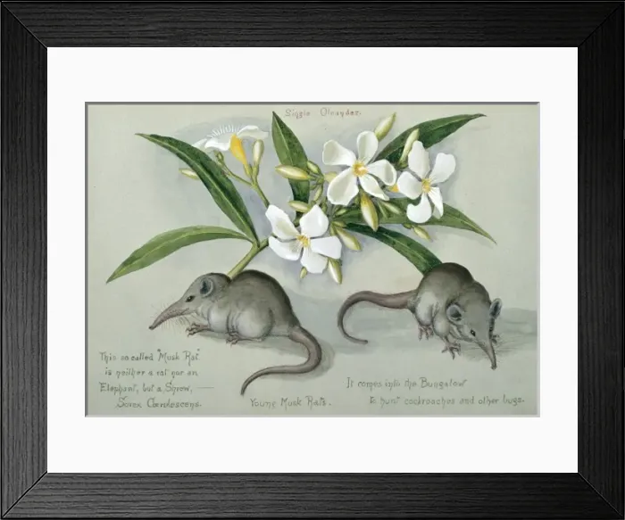 Framed Print : Suncus murinus caerulescens, Indian grey musk-shrew Framed Print : Suncus murinus caerulescens, Indian grey musk-shrew