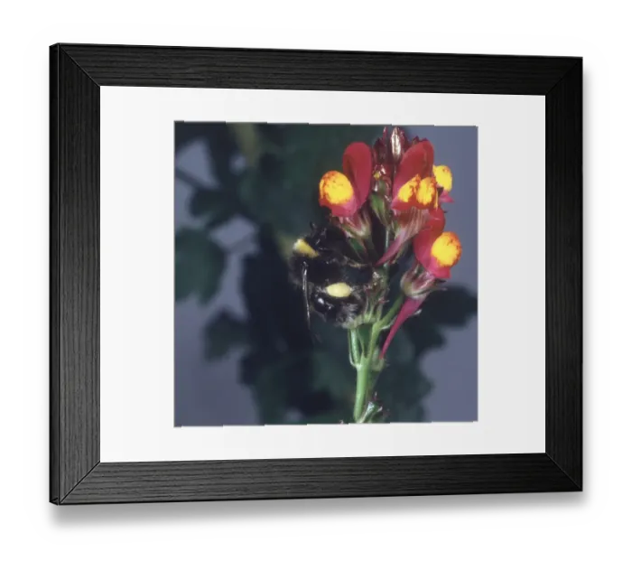 Framed Print : Apis sp. honeybee visiting a flower Framed Print : Apis sp. honeybee visiting a flower