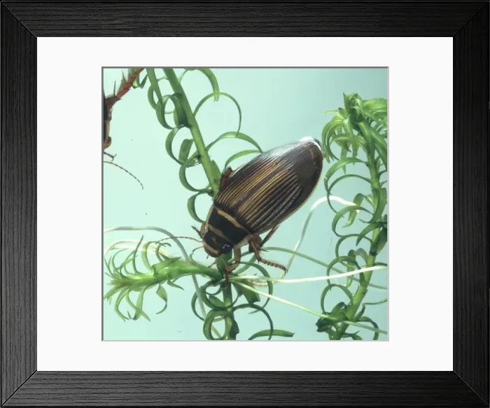 Framed Print : Dytiscus marginalis, great diving beetle Framed Print : Dytiscus marginalis, great diving beetle