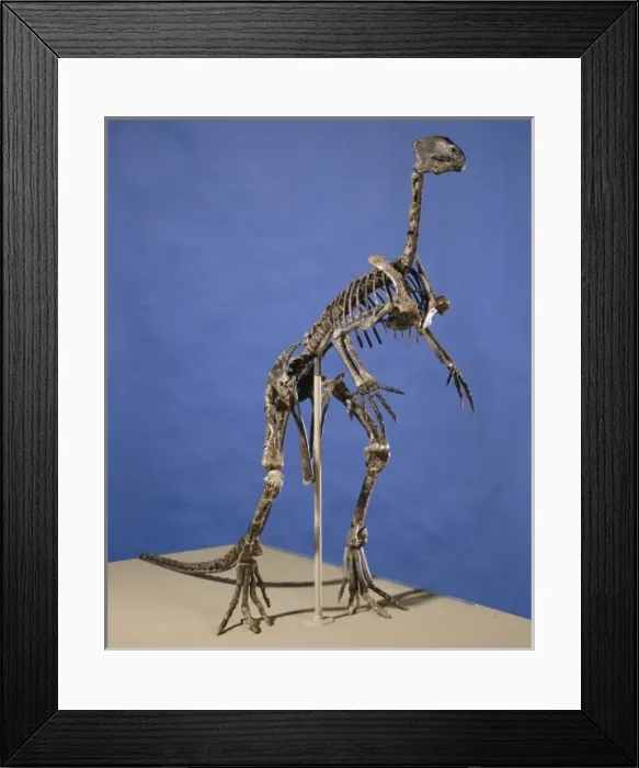 Framed Print : Hypsilophodon skeleton Framed Print : Hypsilophodon skeleton