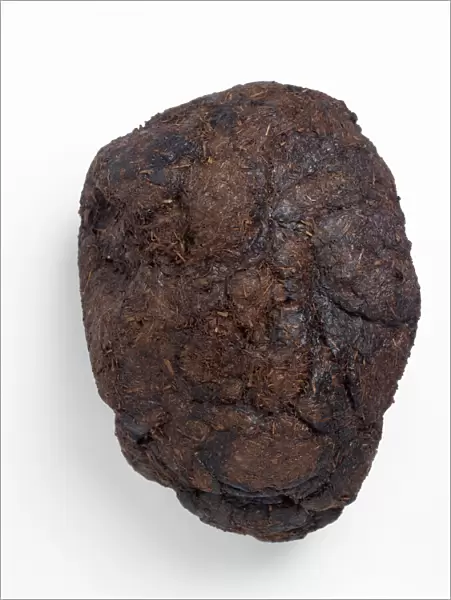 Ground sloth droppings or coprolite
