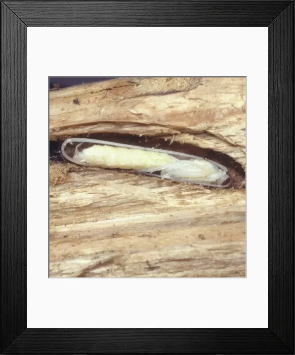Framed Print : Ammophila sp. sand wasp Framed Print : Ammophila sp. sand wasp