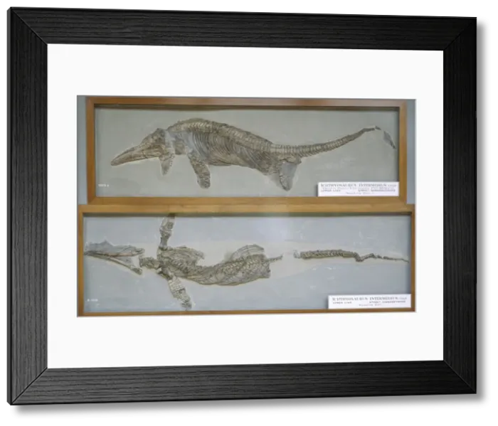 Framed Print : Ichthyosaurus intermedius Framed Print : Ichthyosaurus intermedius