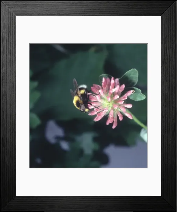 Framed Print : Volucella sp. hover-fly Framed Print : Volucella sp. hover-fly