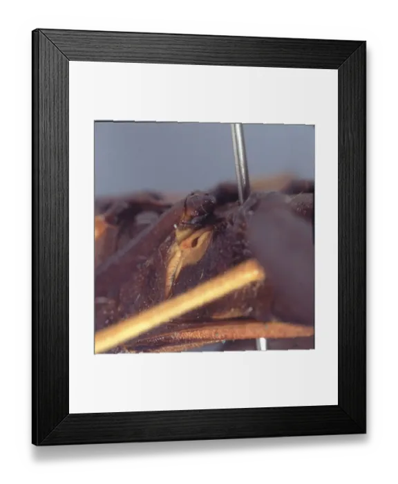 Framed Print : Stink bug gland Framed Print : Stink bug gland