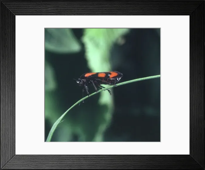 Framed Print : Cercopis vulnerata, black and red froghopper Framed Print : Cercopis vulnerata, black and red froghopper