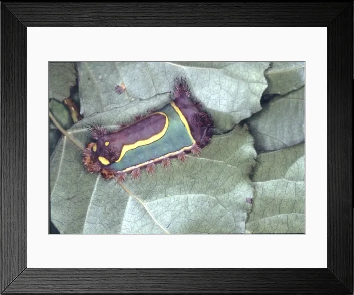 Framed Print : Limacodidae, nettle caterpillar from Belize Framed Print : Limacodidae, nettle caterpillar from Belize