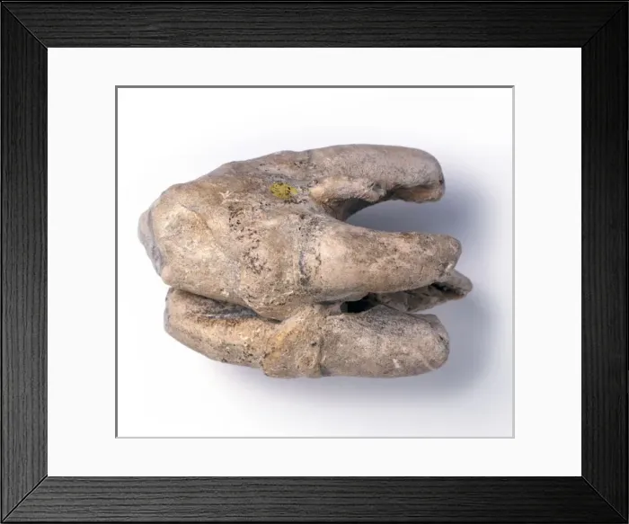 Framed Print : Tooth of Hippopotamus amphibius Framed Print : Tooth of Hippopotamus amphibius