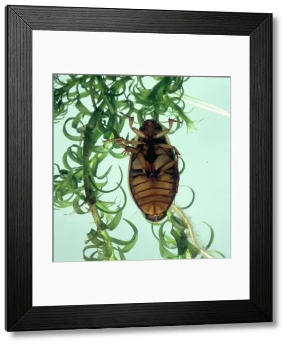Framed Print : Dytiscus marginalis, the underside of a great diving beetle Framed Print : Dytiscus marginalis, the underside of a great diving beetle