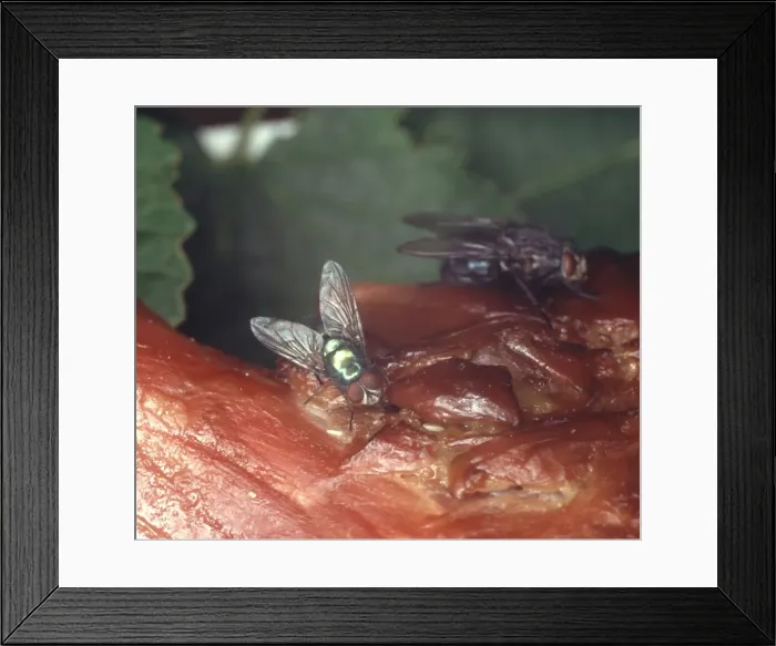 Framed Print : Calliphora vomitoria, bluebottle laying eggs on carrion Framed Print : Calliphora vomitoria, bluebottle laying eggs on carrion