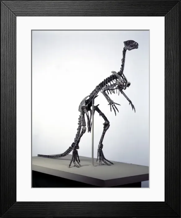 Framed Print : Hypsilophodon skeleton Framed Print : Hypsilophodon skeleton