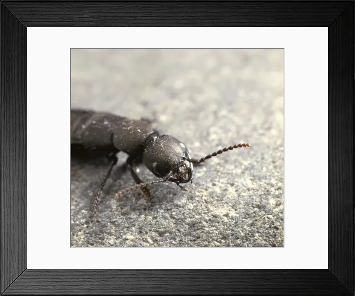Framed Print : Staphylinus olens, devils coach horse beetle Framed Print : Staphylinus olens, devils coach horse beetle