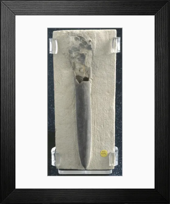 Framed Print : Belemnitella mucronata, belemnite Framed Print : Belemnitella mucronata, belemnite