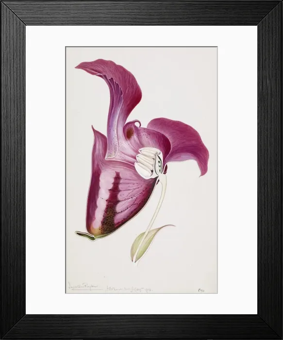 Framed Print : Impatiens wallerana, busy lizzie Framed Print : Impatiens wallerana, busy lizzie