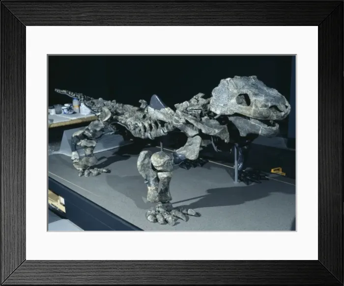 Framed Print : Bradysaurus baini Framed Print : Bradysaurus baini