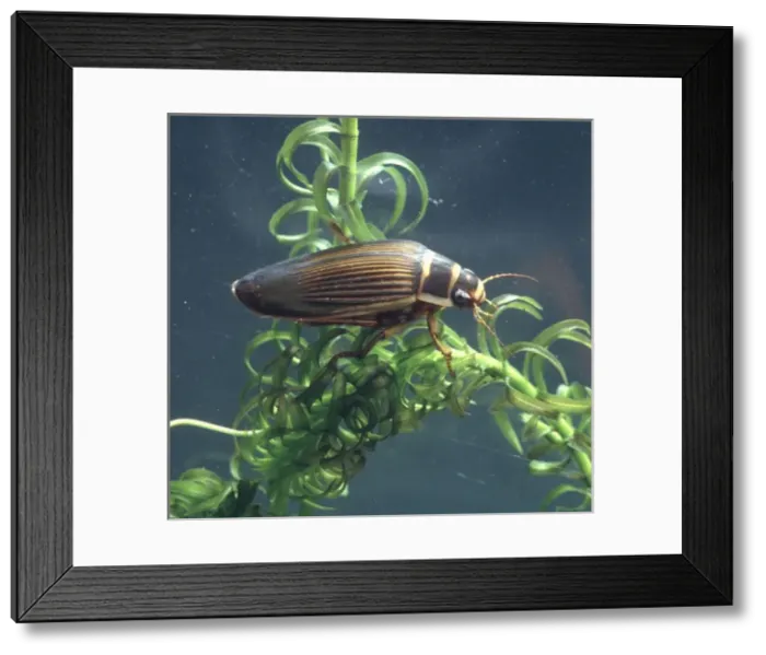 Framed Print : Dytiscus marginalis, great diving beetle Framed Print : Dytiscus marginalis, great diving beetle