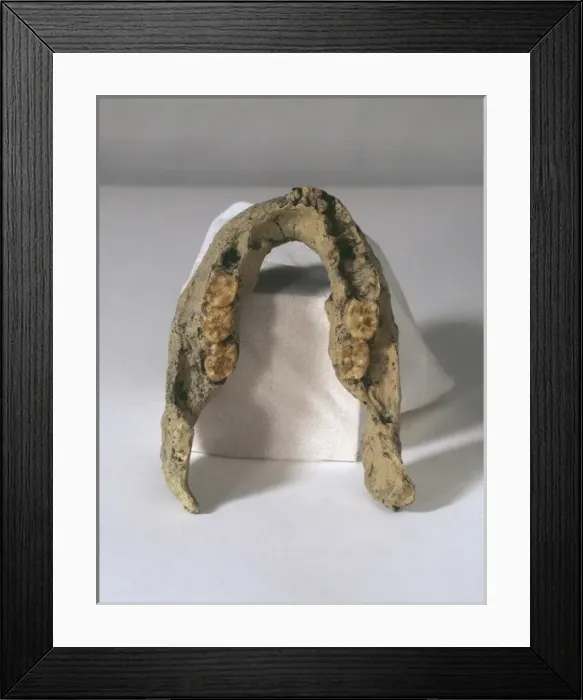 Framed Print : Homo erectus mandible (SK 15) Framed Print : Homo erectus mandible (SK 15)