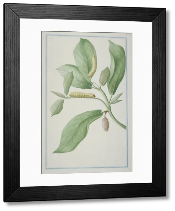 Framed Print : Antheraea sp. Emperor moth caterpillars Framed Print : Antheraea sp. Emperor moth caterpillars