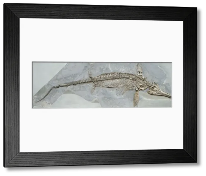Framed Print : Ichthyosaurus intermedius Framed Print : Ichthyosaurus intermedius
