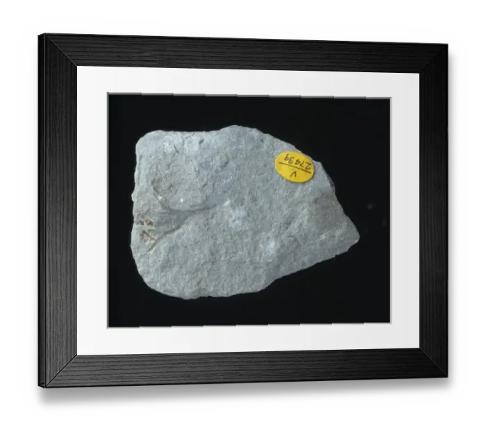 Framed Print : Cooksonia sp. early land plant Framed Print : Cooksonia sp. early land plant