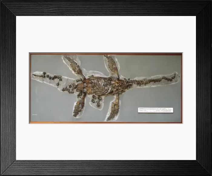 Framed Print : Eretmosaurus rugosus Framed Print : Eretmosaurus rugosus