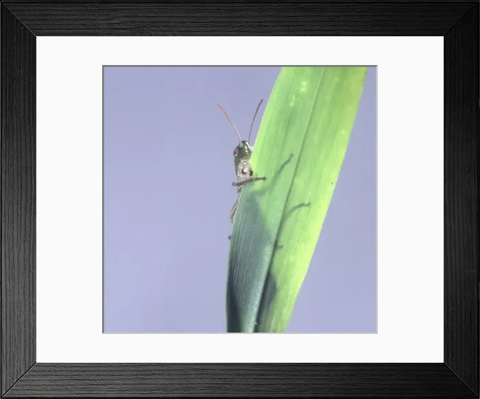 Framed Print : Acrididae, grasshopper Framed Print : Acrididae, grasshopper