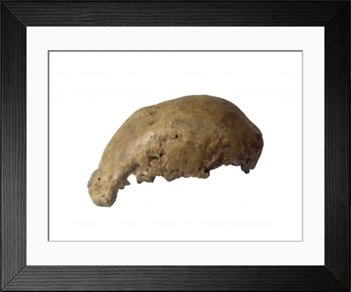Framed Print : Homo erectus calotte (Trinil) Framed Print : Homo erectus calotte (Trinil)