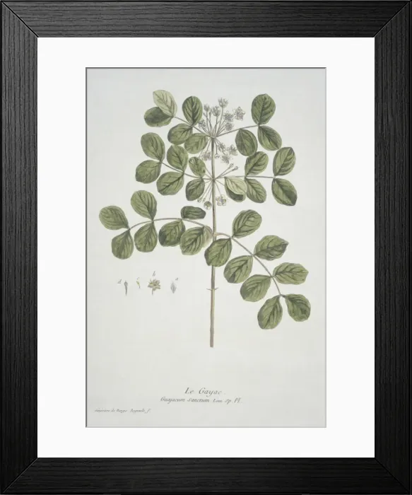 Framed Print : Guajacum sanctum Framed Print : Guajacum sanctum