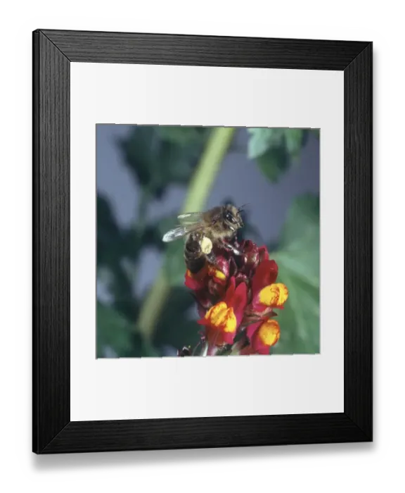 Framed Print : Honeybee visiting a flower Framed Print : Honeybee visiting a flower