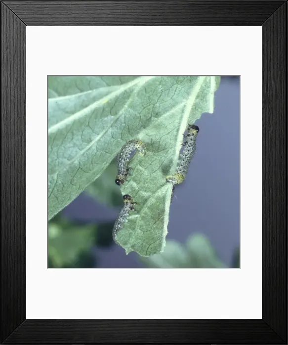 Framed Print : Nematus ribesii, gooseberry sawfly larvae Framed Print : Nematus ribesii, gooseberry sawfly larvae