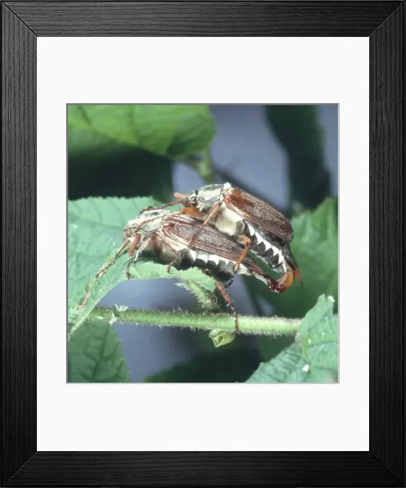 Framed Print : Melolontha melolontha, mating cockchafer beetles Framed Print : Melolontha melolontha, mating cockchafer beetles