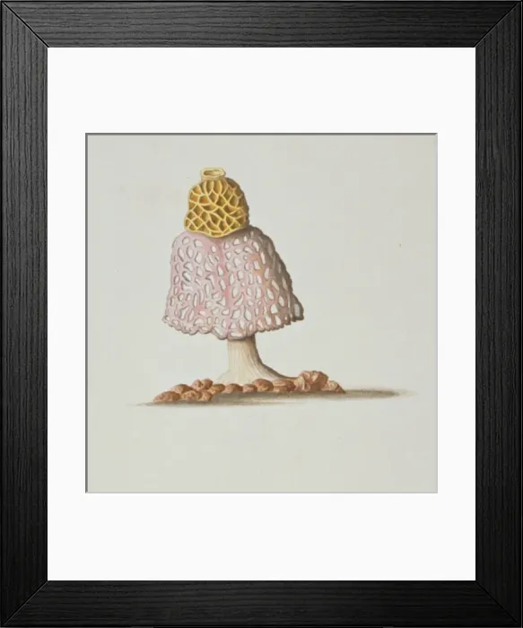 Framed Print : Phallus indusiatus, stinkhorn fungus Framed Print : Phallus indusiatus, stinkhorn fungus