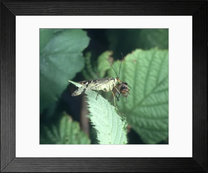 Framed Print : Panorpa communis, scorpion fly Framed Print : Panorpa communis, scorpion fly