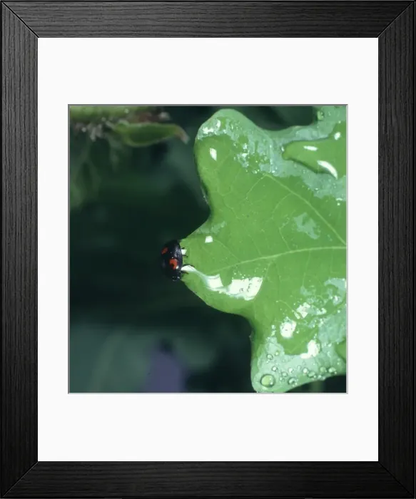 Framed Print : Ladybird. A waterlogged ladybird on the edge of a leaf, unable to move until droplet dries Framed Print : Ladybird. A waterlogged ladybird on the edge of a leaf, unable to move until droplet dries
