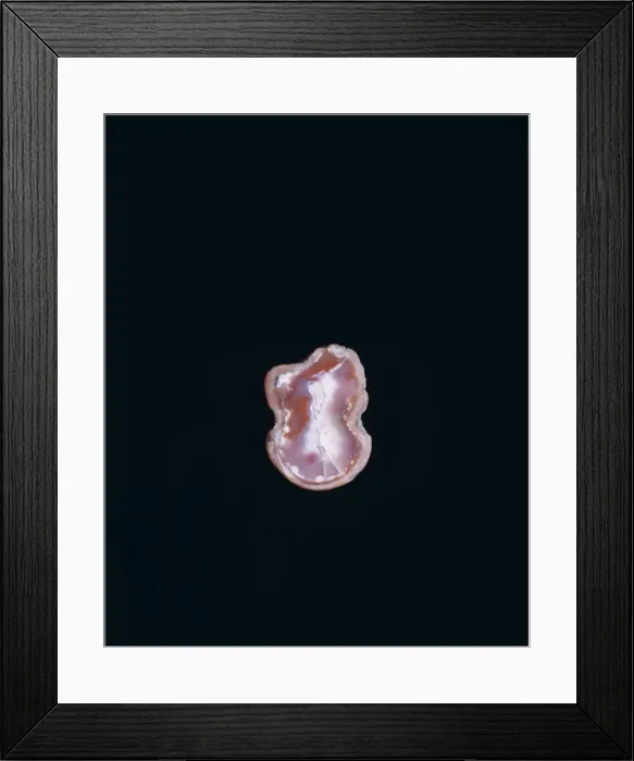 Framed Print : Potentilla nivea L. snow cinquefoil Framed Print : Potentilla nivea L. snow cinquefoil