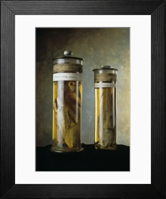 Framed Print : Coryphaenoides armatus, abyssal grenadier Framed Print : Coryphaenoides armatus, abyssal grenadier